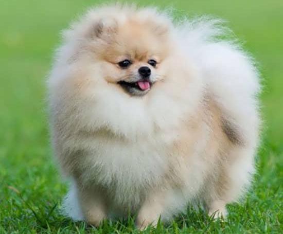 عکس هاپو کوچولو برای پروفایل