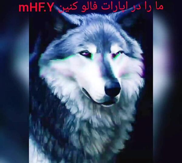 عکس گرگ با نوشته لاتی