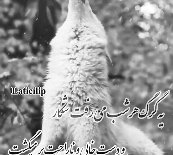 عکس گرگ با نوشته لاتی