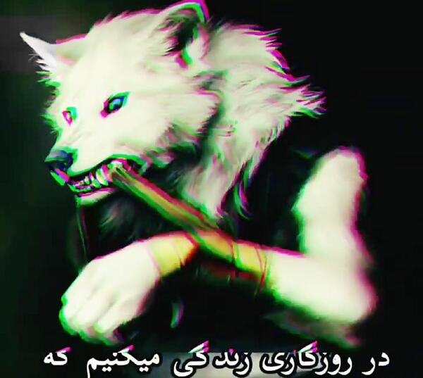 عکس گرگ با نوشته لاتی