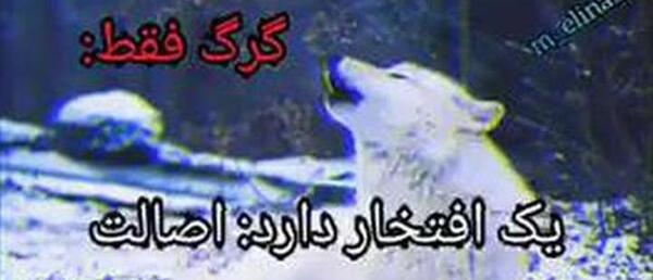 عکس گرگ با نوشته لاتی