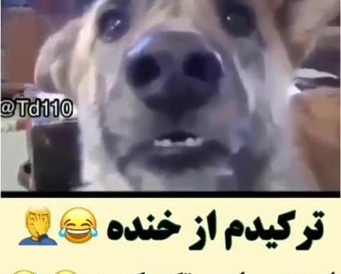 عکس هاپو ممد قلی