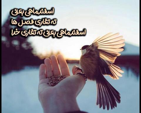عکس راجب اسفند ماهی