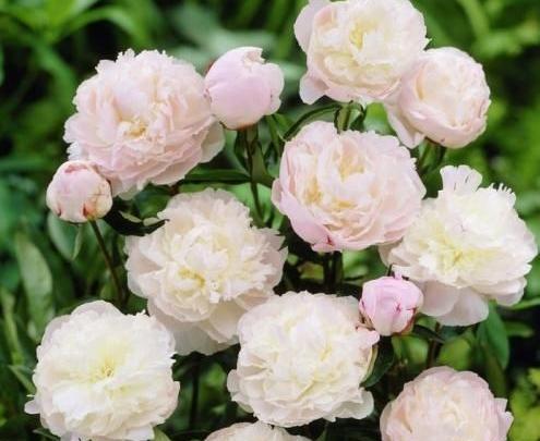 عکس نوشته چرا پیشم نیستی