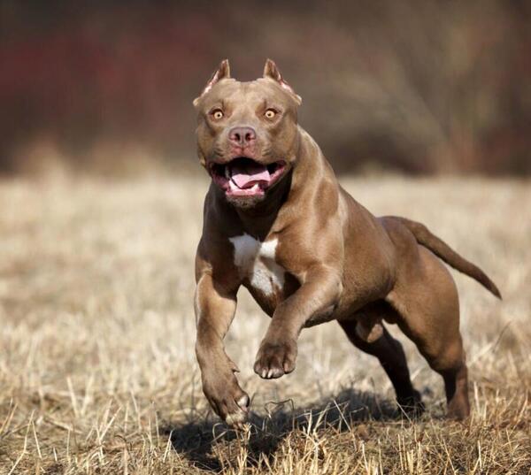 عکس سگ پیت بول اصل