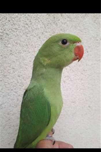عکس بچه طوطی سفید