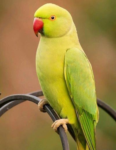 عکس بچه طوطی سفید