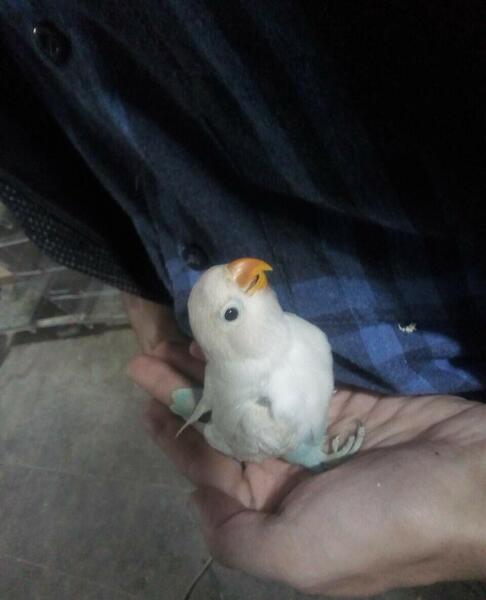 عکس بچه طوطی سفید