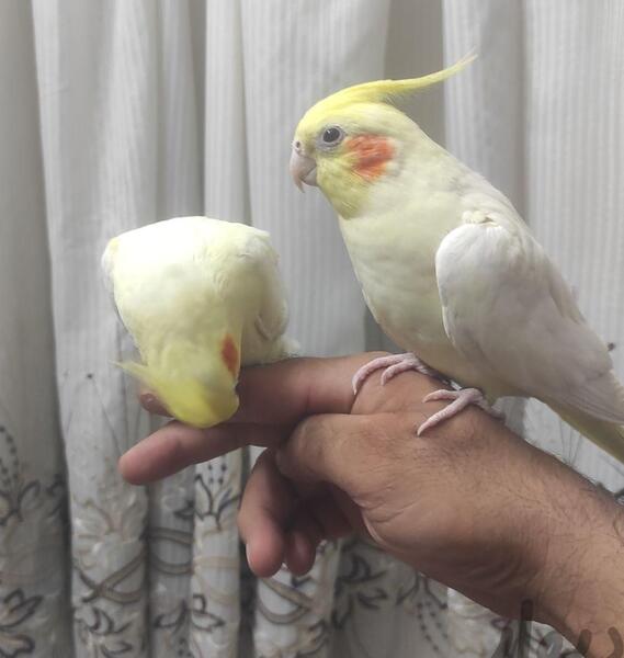 عکس سجاد طوطی