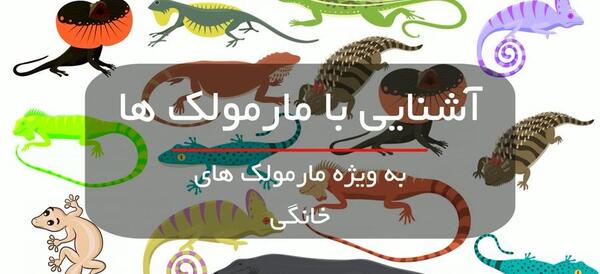 عکس مارمولک های خانگی