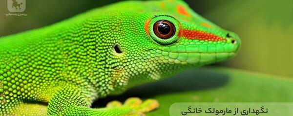 عکس مارمولک های خانگی