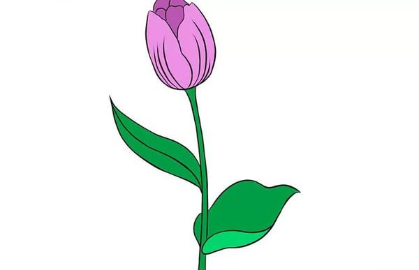عکس نقاشی گل لاله ساده