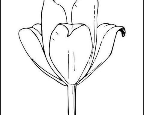 عکس نقاشی گل لاله ساده
