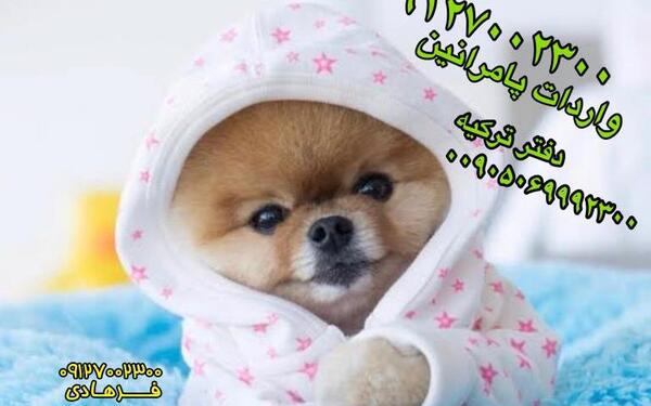 عکس هاپو فنجونی