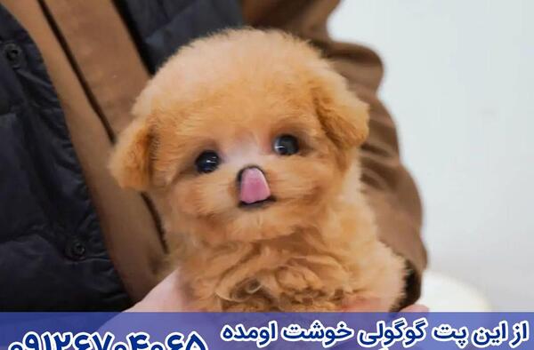 عکس هاپو فنجونی