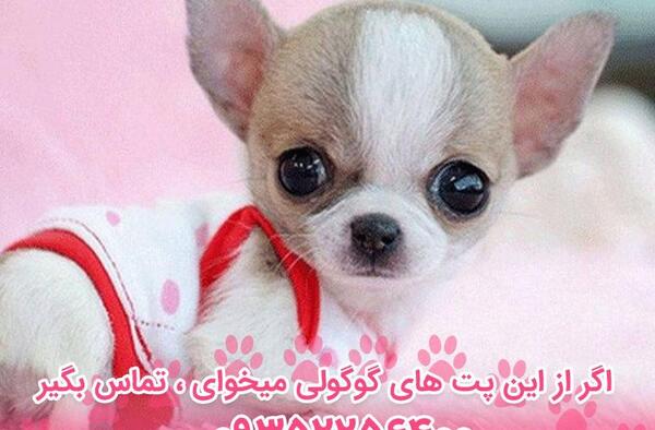 عکس هاپو فنجونی
