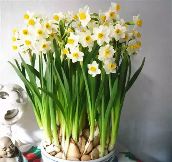 عکس گل نرگس برای حاشیه