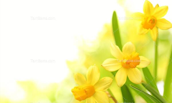 عکس گل نرگس برای حاشیه