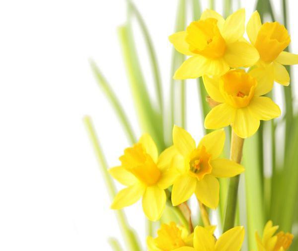 عکس گل نرگس برای حاشیه