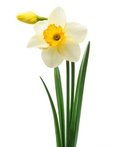 عکس گل نرگس برای حاشیه