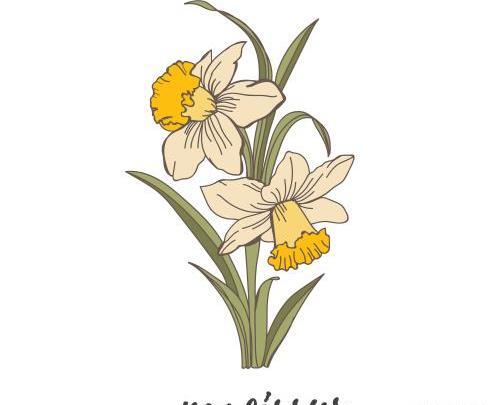 عکس گل نرگس برای حاشیه
