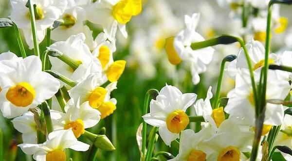 عکس گل نرگس برای حاشیه