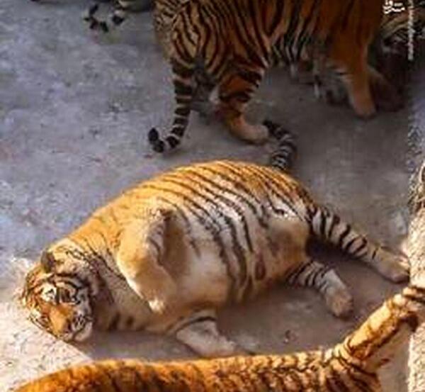 عکس ببر چینی