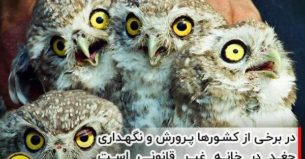 عکس غذای جغد