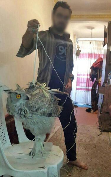 عکس غذای جغد