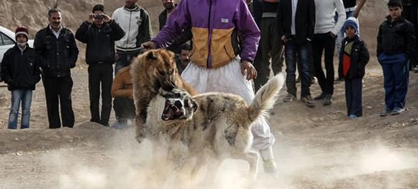 عکس هاپو گینه