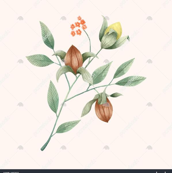 عکس جوجوبا