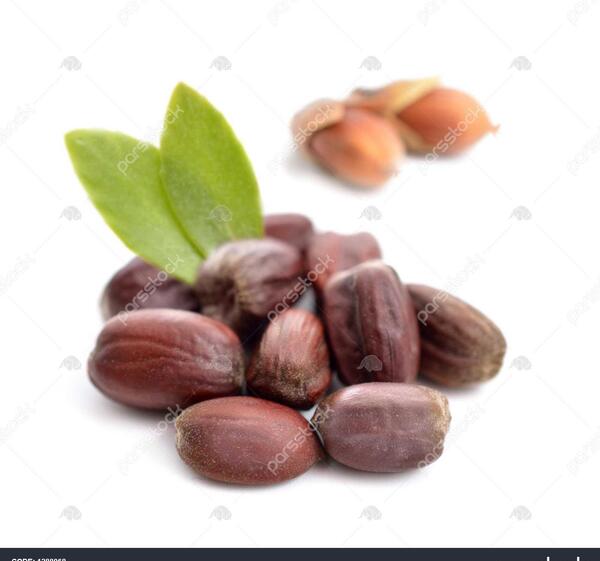 عکس جوجوبا
