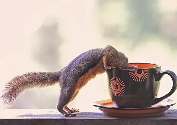 عکس طنز قهوه