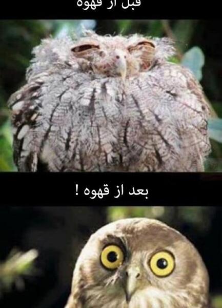 عکس طنز قهوه