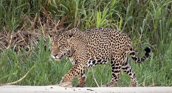 عکس ببر جگوار