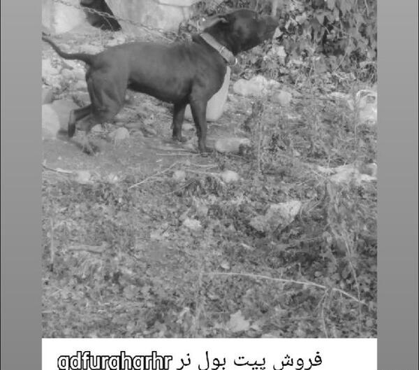 عکس سگ پیت بول سیاه و سفید