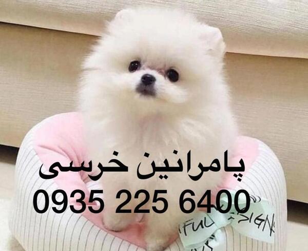 عکس سگ پامرانین خرسی قیمت