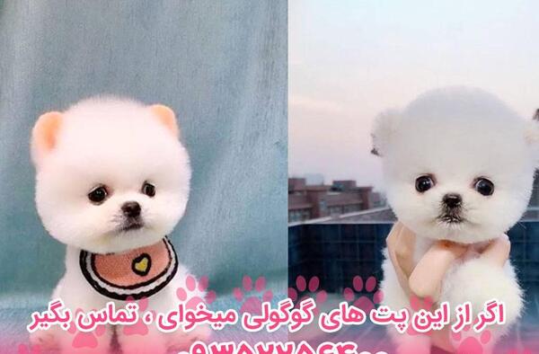 عکس سگ پامرانین خرسی قیمت
