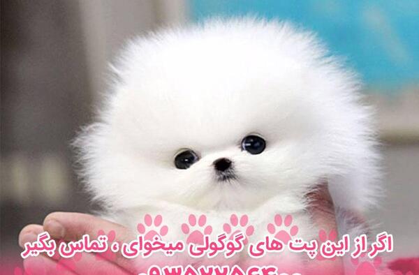 عکس سگ پامرانین خرسی قیمت