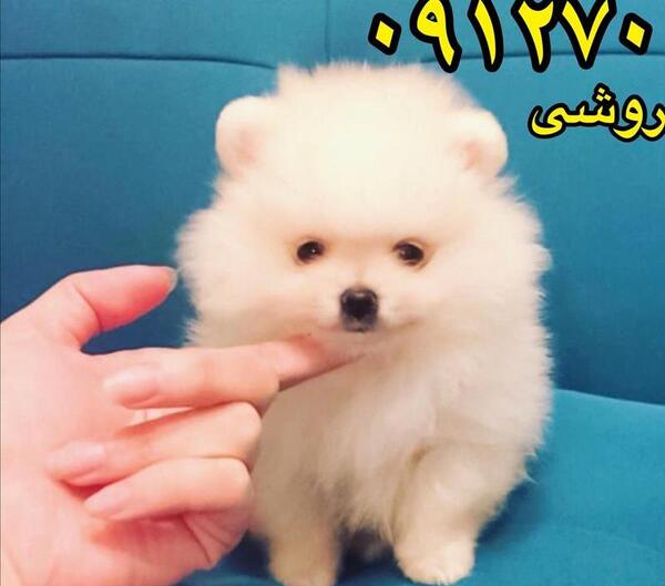 عکس سگ پامرانین خرسی قیمت