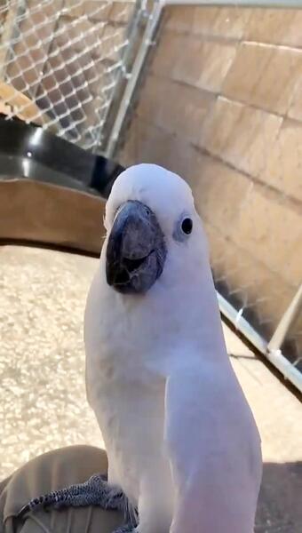 عکس طوطی که حرف میزنه