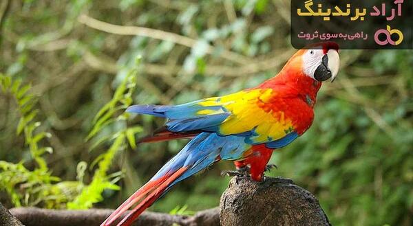 عکس طوطی که حرف میزنه