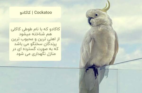 عکس طوطی که حرف میزنه