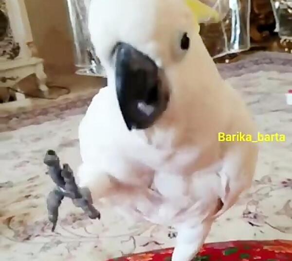 عکس طوطی که حرف میزنه