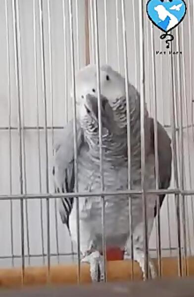 عکس طوطی که حرف میزنه