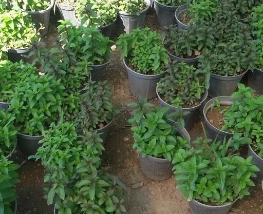 عکس انواع نعناع