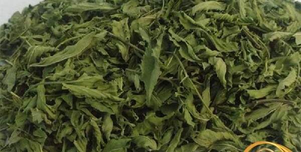 عکس انواع نعناع