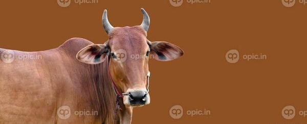 عکس گاو نر