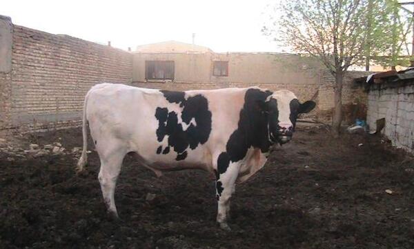 عکس گاو نر