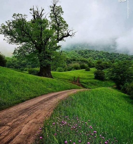 عکس طبیعت زیبای سبز